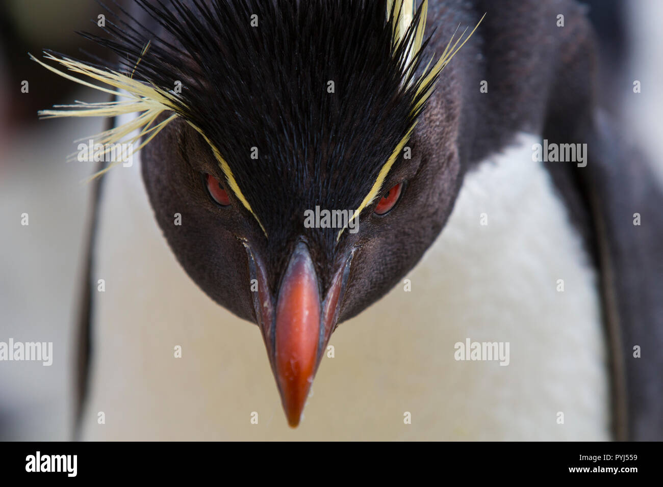 Rockhopper Penguin Colony, New Island, Falkland Inseln. Stockfoto