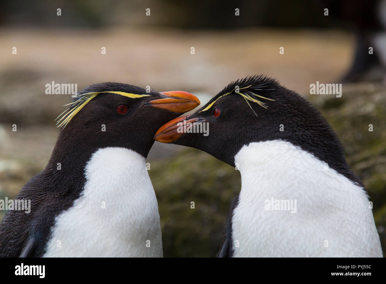 Rockhopper Penguin Colony, New Island, Falkland Inseln. Stockfoto