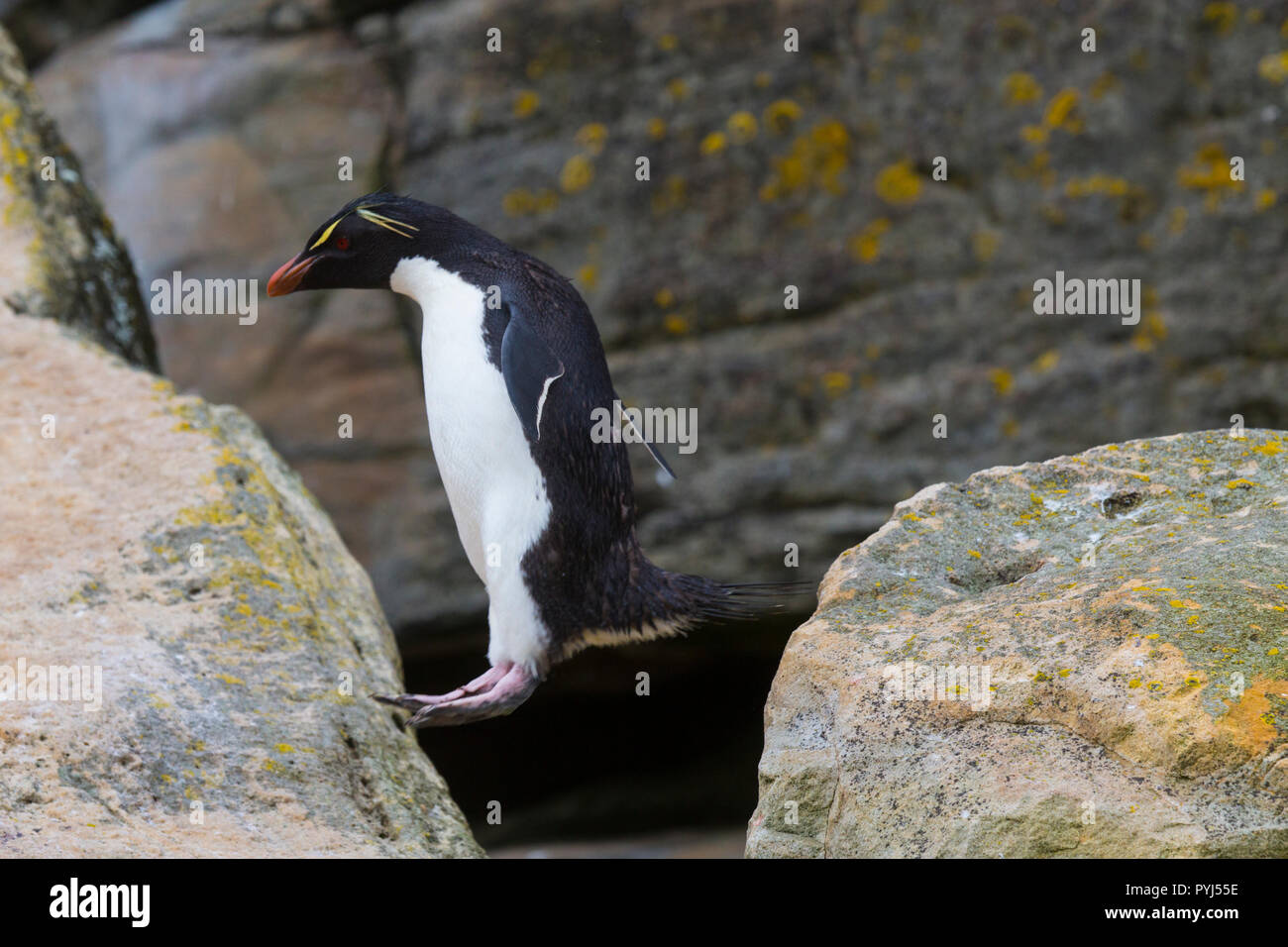 Rockhopper Penguin Colony, New Island, Falkland Inseln. Stockfoto