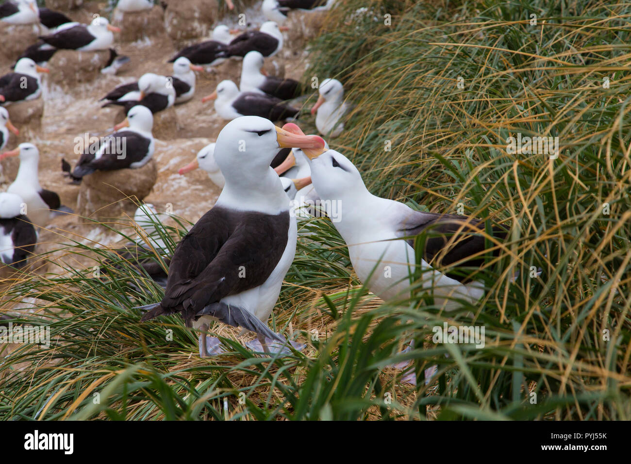 Schwarz der tiefsten Albatross Kolonie, Kirchturm Jason Island, Falkland Inseln. Stockfoto