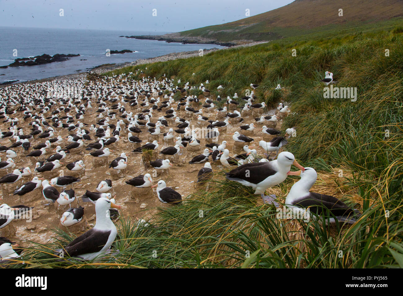 Schwarz der tiefsten Albatross Kolonie, Kirchturm Jason Island, Falkland Inseln. Stockfoto