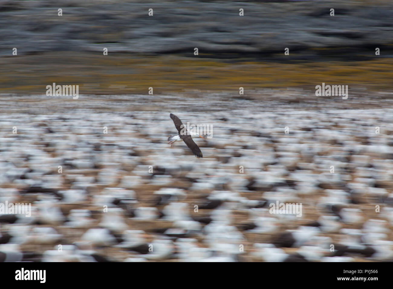 Schwarz der tiefsten Albatross Kolonie, Kirchturm Jason Island, Falkland Inseln. Stockfoto