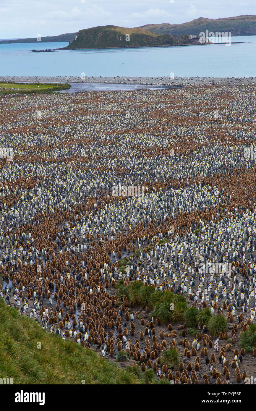 Königspinguin, Salisbury Plain, Südgeorgien, Antarktis. Stockfoto
