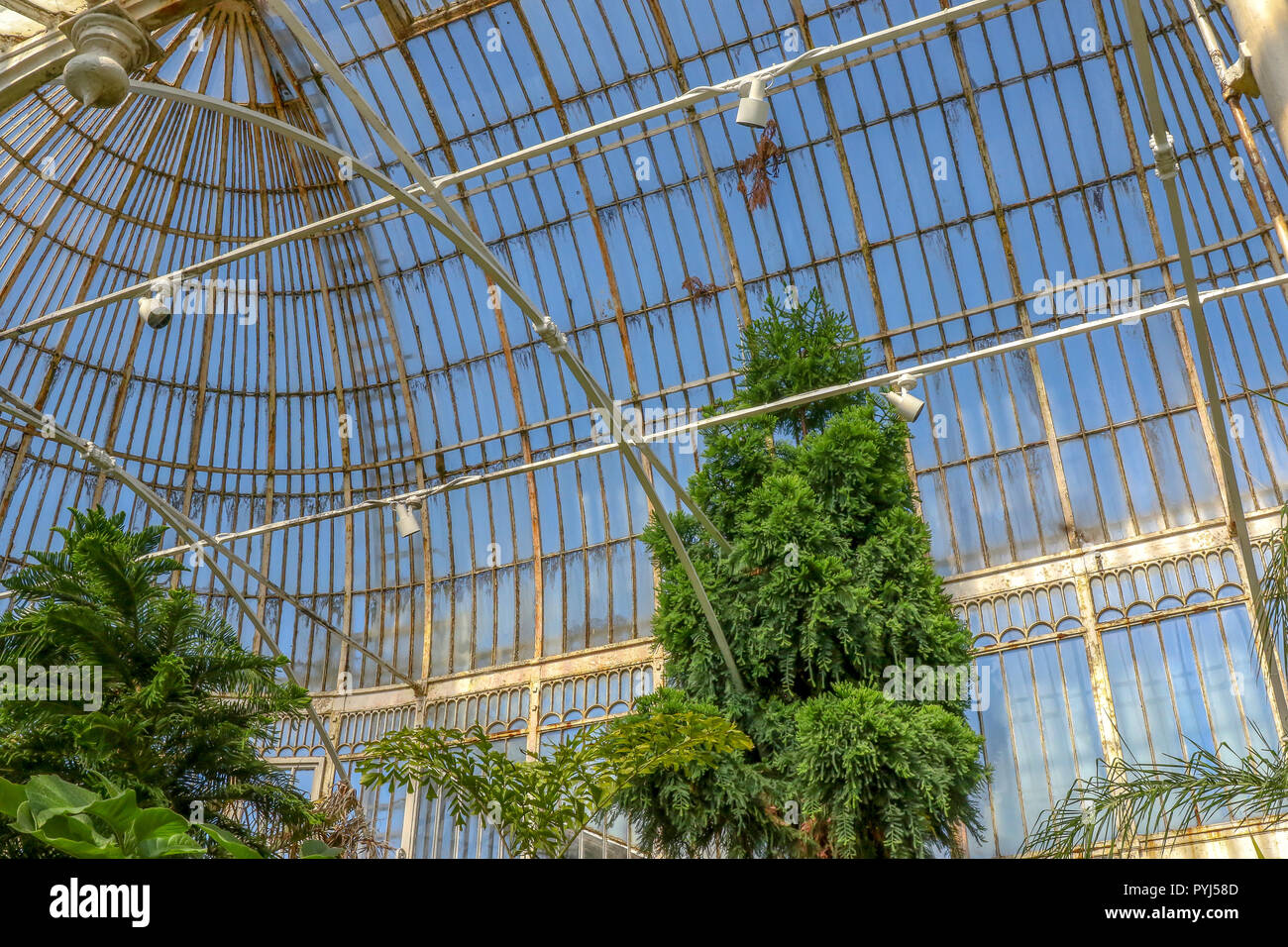 Die gewölbten Dach des Viktorianischen Palmhouse im Botanischen Garten Belfast. Stockfoto