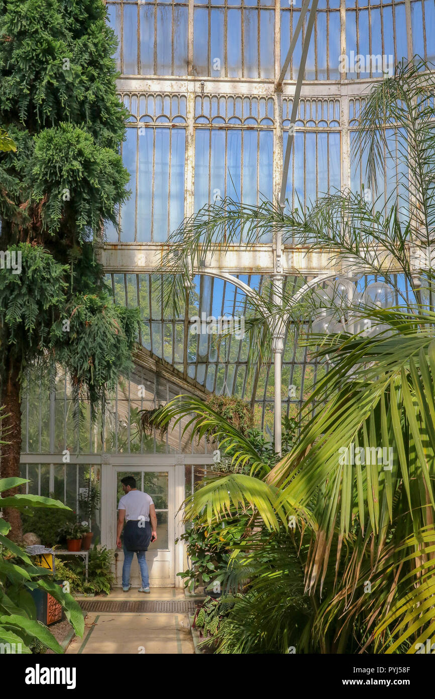 Ein Mann in der Palmhouse am Botanischen Gärten in Belfast. Stockfoto