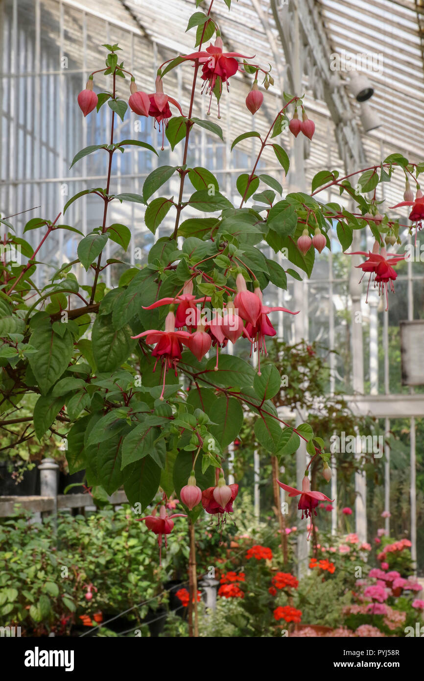 Fuchsia zuhause wachsen im Palmenhaus im Botanischen Garten in Belfast. Stockfoto