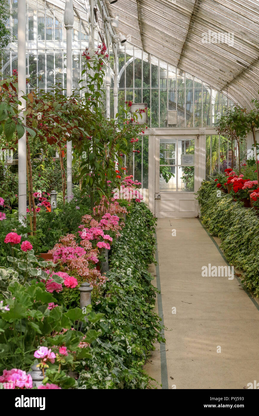 Geranien im Palmenhaus im Botanischen Garten in Belfast. Stockfoto