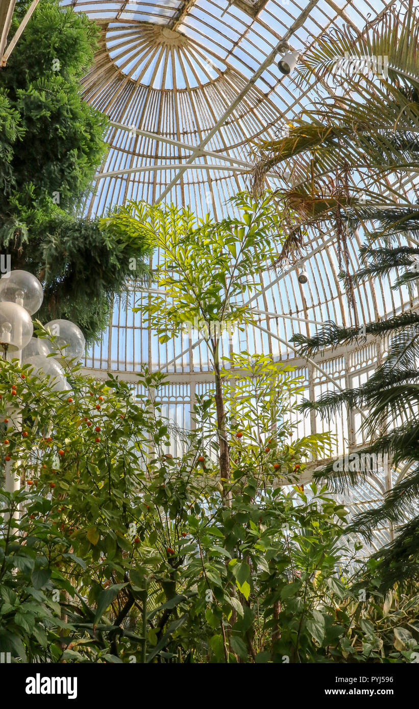 Das Palmenhaus im Botanischen Garten in Belfast. Stockfoto