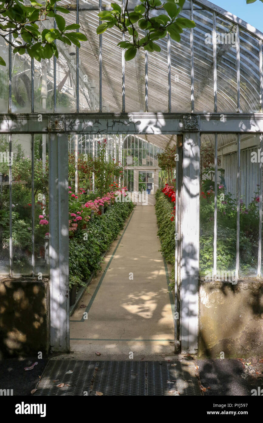 Blumen im Palmenhaus im Botanischen Garten in Belfast. Stockfoto