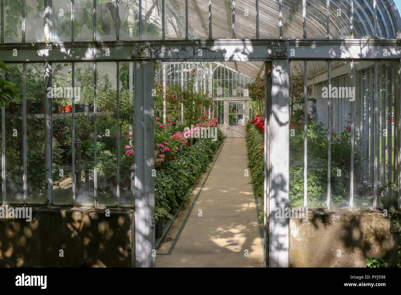 Geranien im Palmenhaus im Botanischen Garten in Belfast. Stockfoto