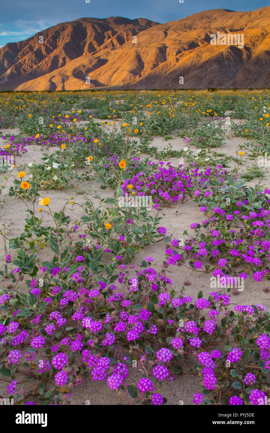 Felder mit Wildblumen blühen in Anza-Borrego Desert State Park, Kalifornien. Stockfoto