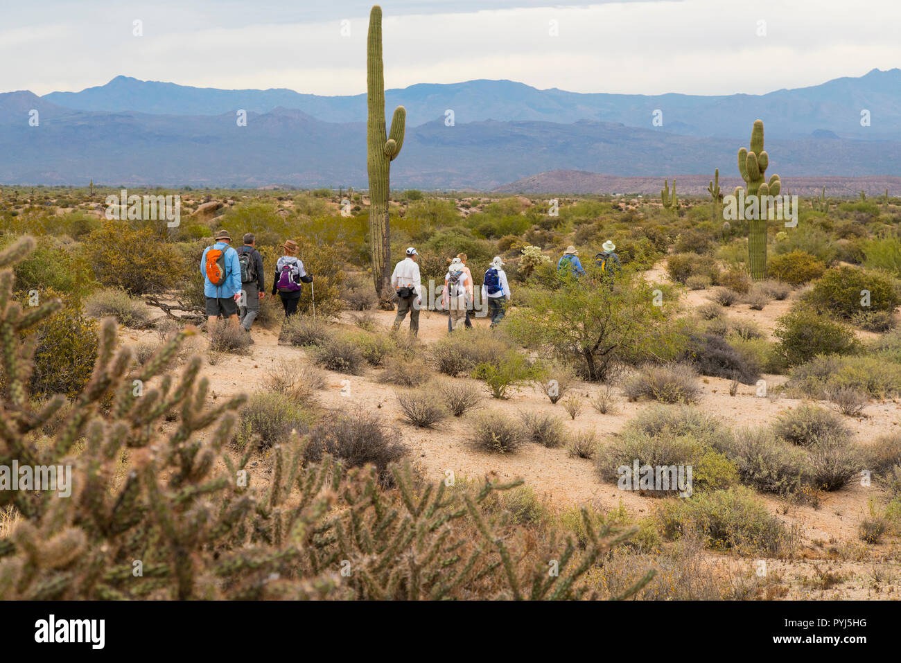 Wandern, McDowell Mountain Regional Park, in der Nähe von Fountain Hills und östlich von Phoenix, Arizona. Stockfoto