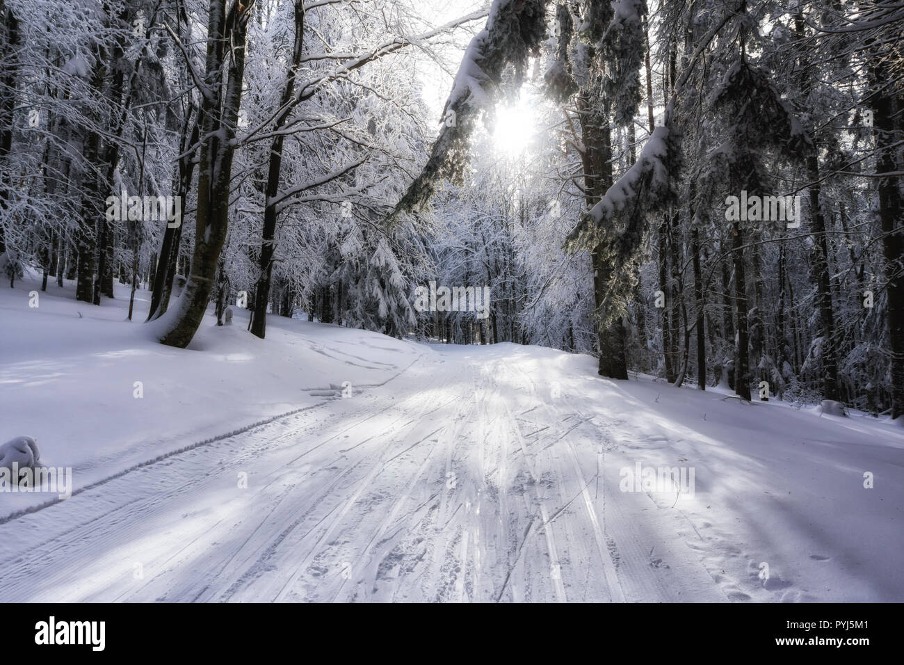 Verschneite Bäume im Bergwald. Sonnigen Wintertag in den Bergen. Straße mit Langlaufloipen. Stockfoto
