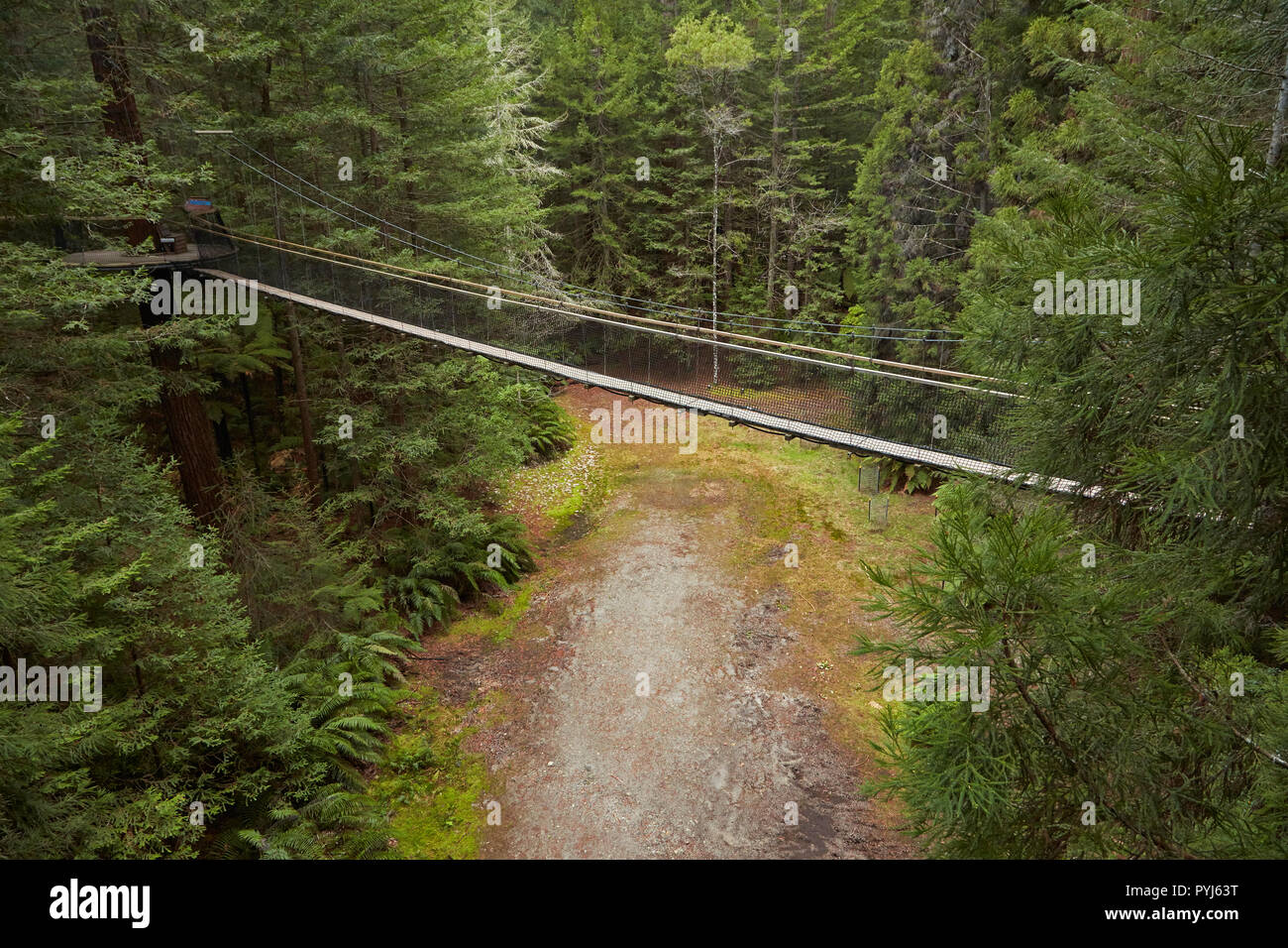 Redwoods Treewalk im Redwoods (Whakarewarewa Forest), Rotorua, North Island, Neuseeland Stockfoto