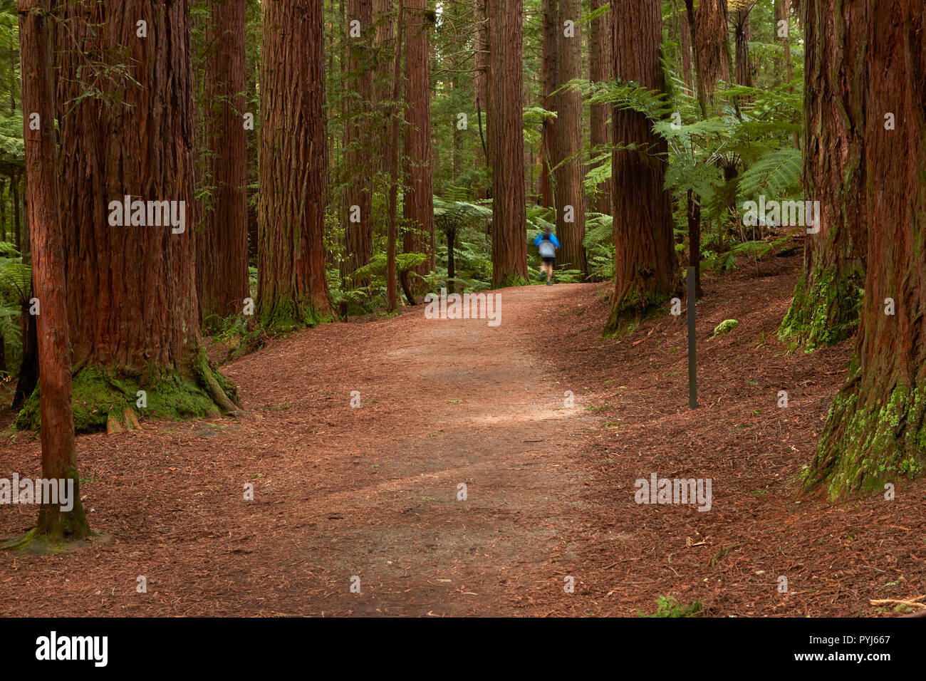 Runner auf Spur durch die Redwoods (Whakarewarewa Forest), Rotorua, North Island, Neuseeland Stockfoto
