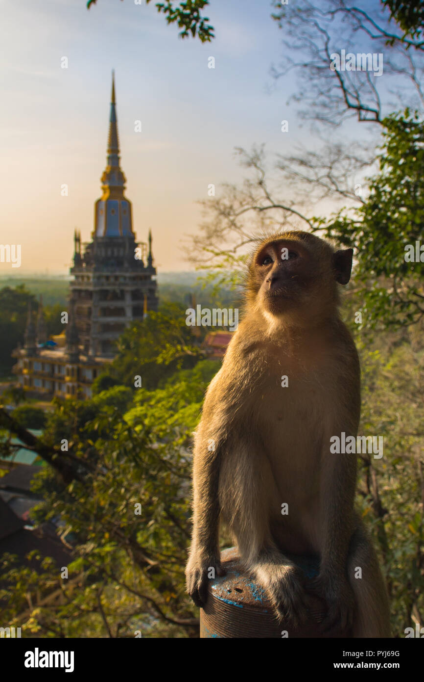 Thailand Sonnenaufgang mit einem Affen posieren Stockfoto
