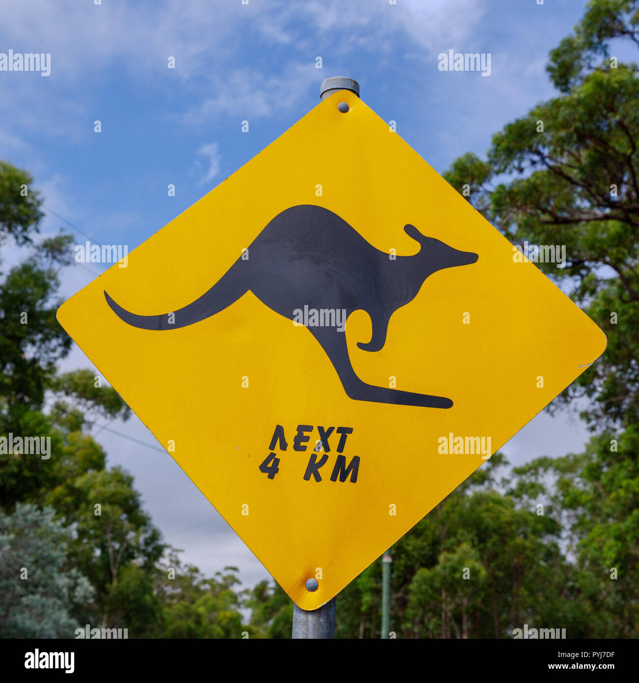 Vorsicht der schwarzen Kängurus für die nächste Entfernung auf der Straße. Zeichen auf einer australischen Outback Abenteuer gefunden. Stockfoto