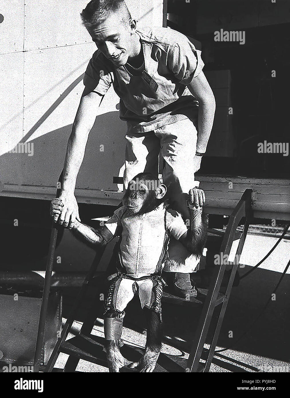 Schinken, eine drei-jährige Schimpanse, im Raumanzug tragen würde er für die zweite Mercury-Redstone (MR-2) suborbitaler Testflug im Januar 1961. Stockfoto