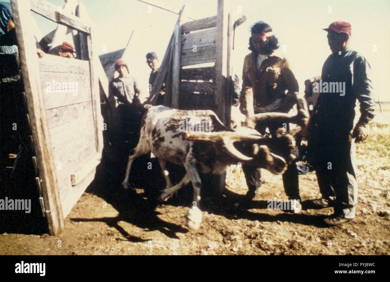 Ca. 1976 - Rentier rund um den Betrieb von Eskimo Menschen Shishmaref, Espenberg River, westlich von Kap Espenberg Stockfoto