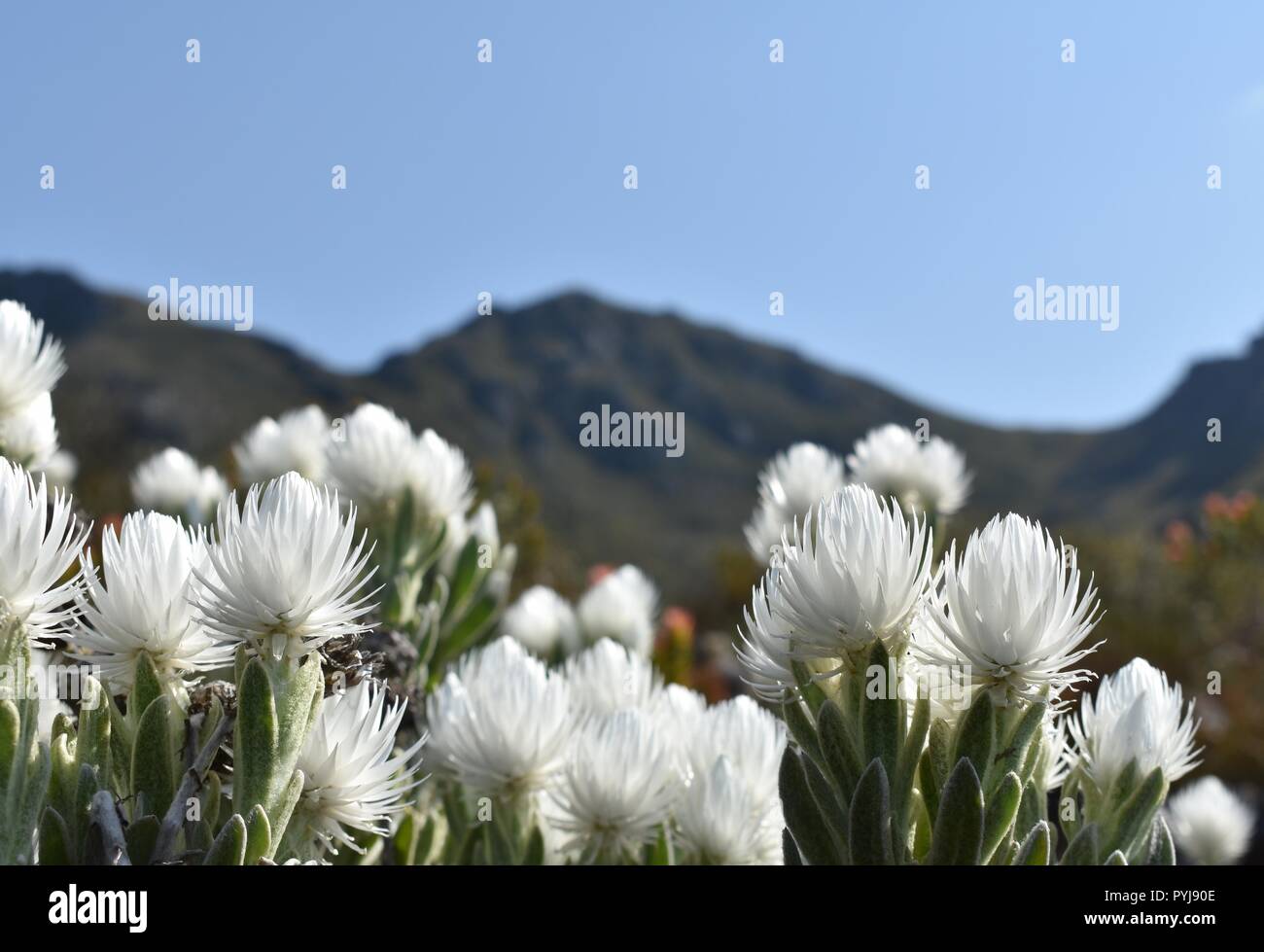 Frühling Stroh Blume blüht in Kogelberg Biosphere Reserve, Südafrika Stockfoto