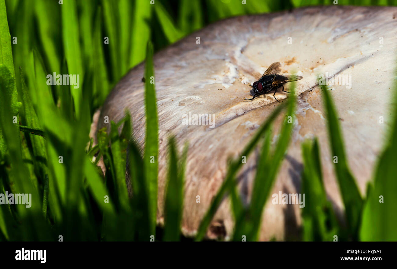 Fliegen Sie auf der Pilz umgeben von grünen Kräutern Stockfoto