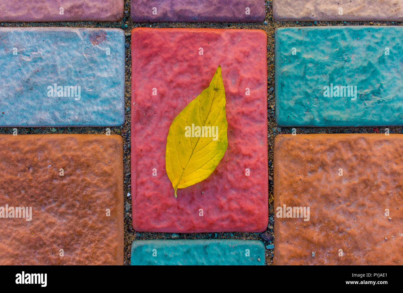 Close-up gelb Blatt auf bunten Stein Ziegel, Ansicht von oben. Herbst Komposition Konzept. Stockfoto