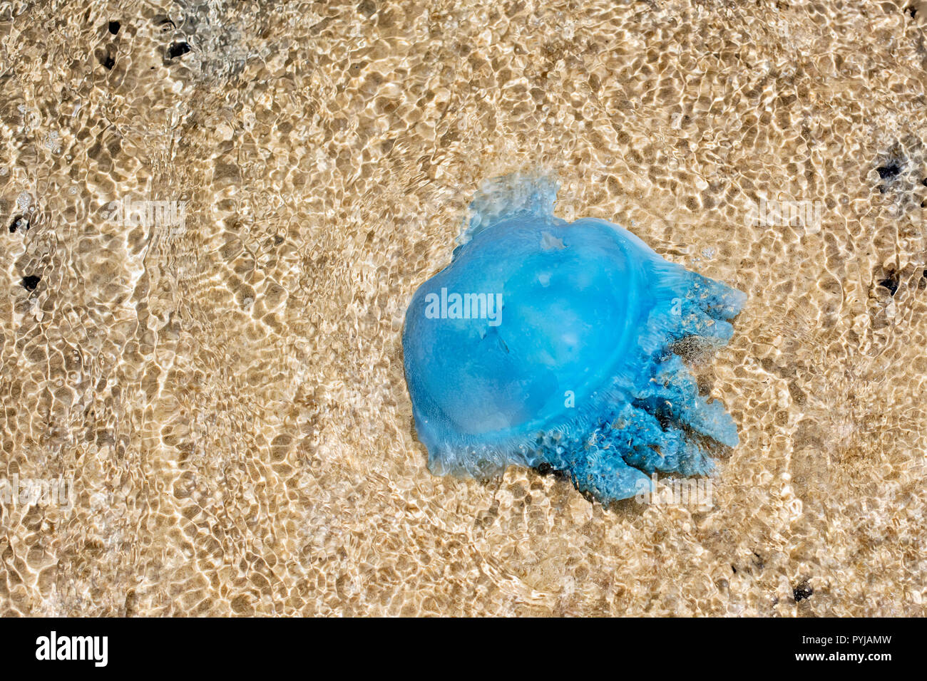 Blau Blubber Qualle, Catostylus Mosaicus, im flachen Wasser, Moreton Island Beach, Queensland, Australien. Stockfoto