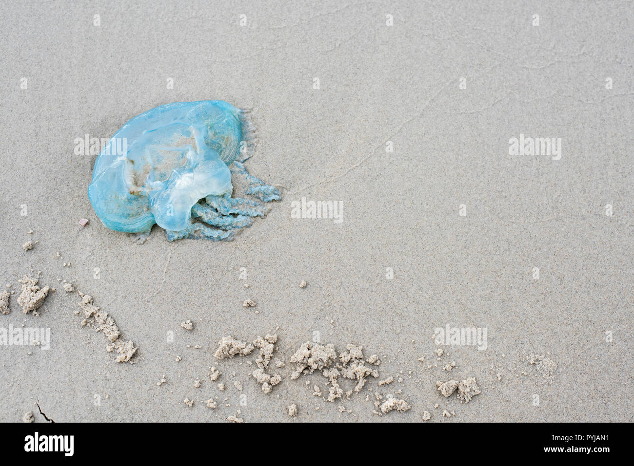 Blau Blubber Qualle, Catostylus Mosaicus, gewaschen, bis auf den Strand, Moreton Island Beach, Queensland, Australien. Stockfoto