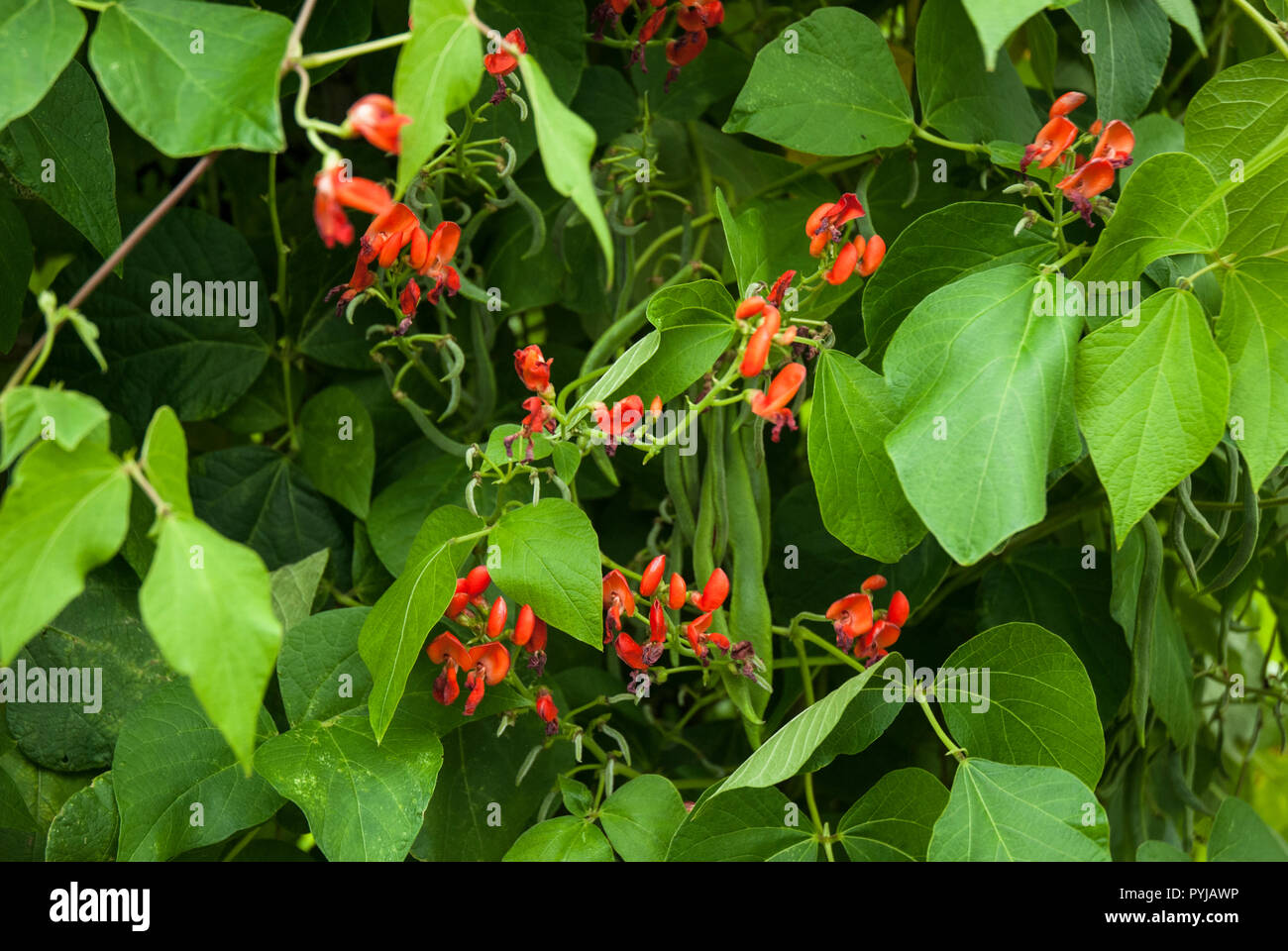 Schnittbohnen in verschiedenen Stadien des Wachstums von leuchtend roten Blüten zu winzigen Schalen Bohnen zu ausgewachsenen grüne Stangenbohnen. Stockfoto