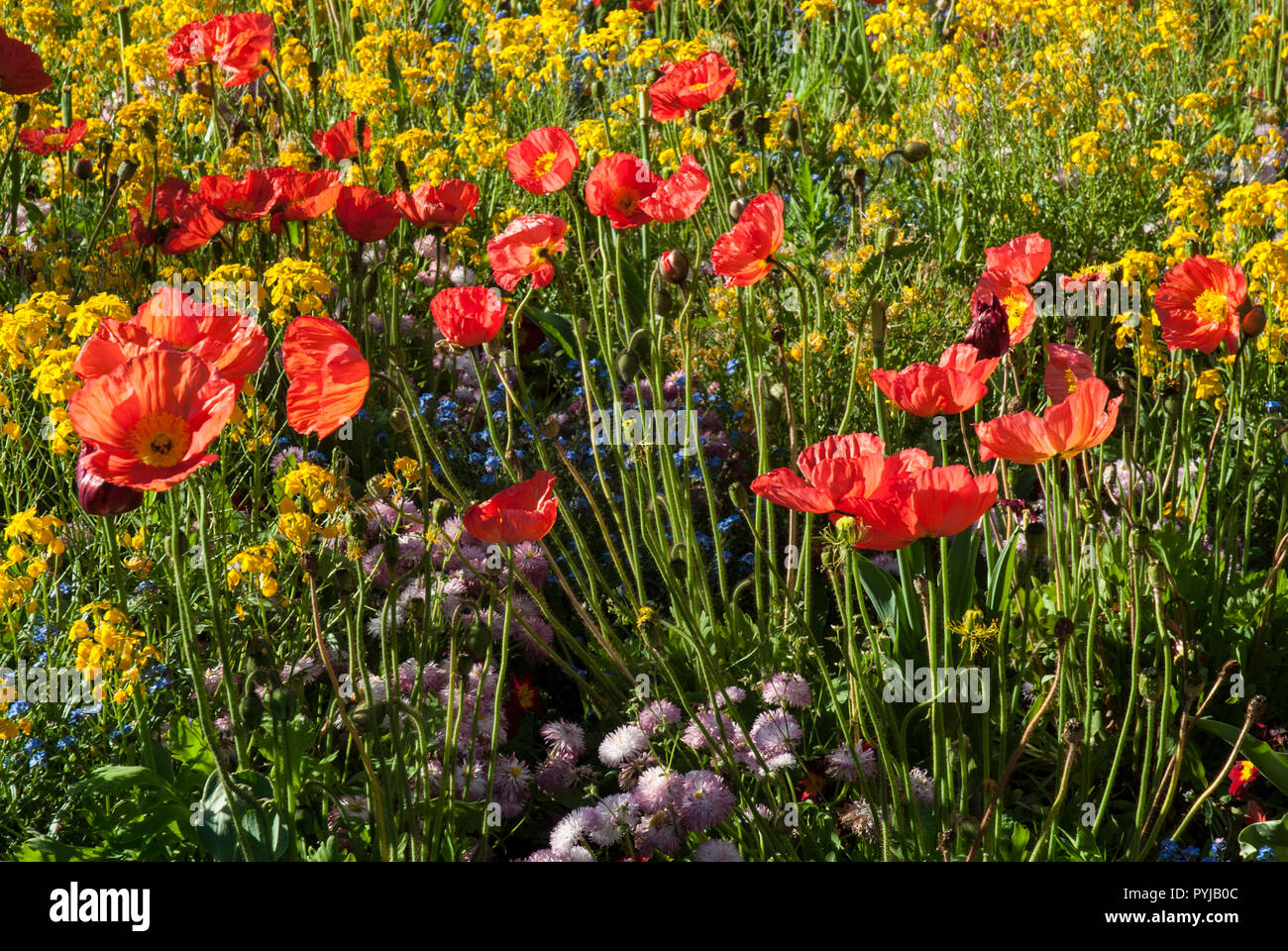 Die Hellen Und Farbenfrohen Teppich Von Fruhling Anfang Sommer