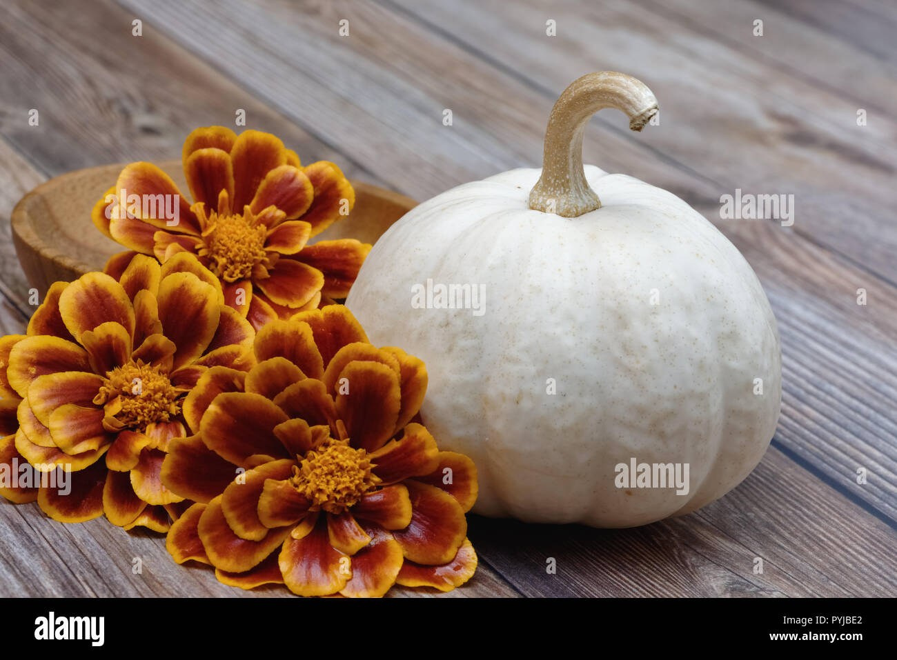 Weiß Kürbis und Ringelblumen auf einem Holztisch Stockfoto
