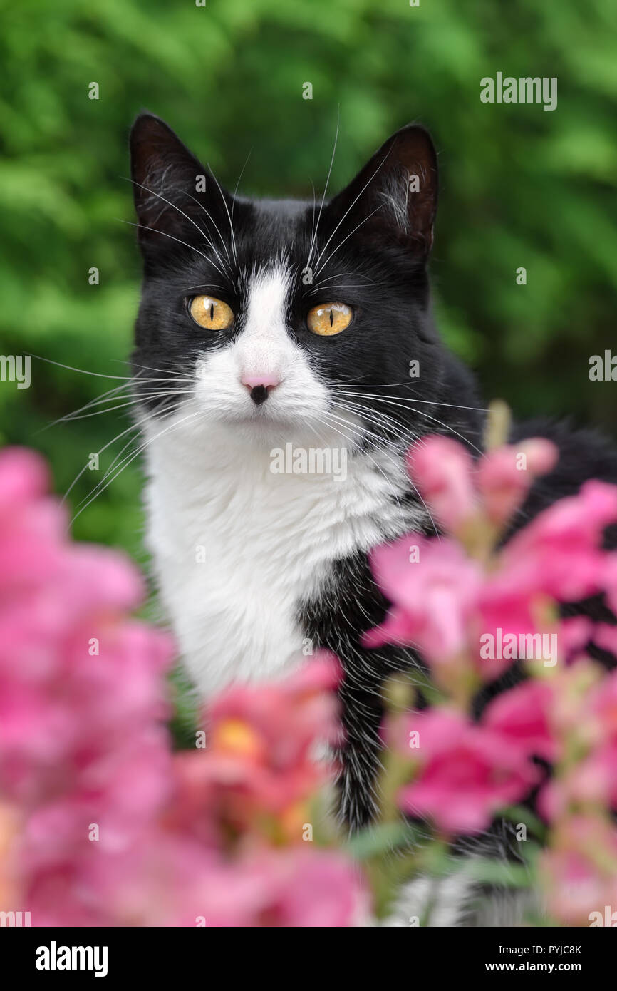 Schwarze und weiße Katze, Europäisch Kurzhaar, über rosa Blüten mit neugierigen Augen suchen, Porträt Stockfoto