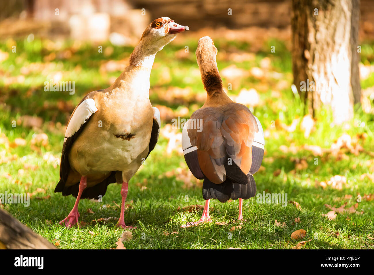 Zwei Nilgänse oder Alopochen aegyptiacus in der Natur Stockfoto