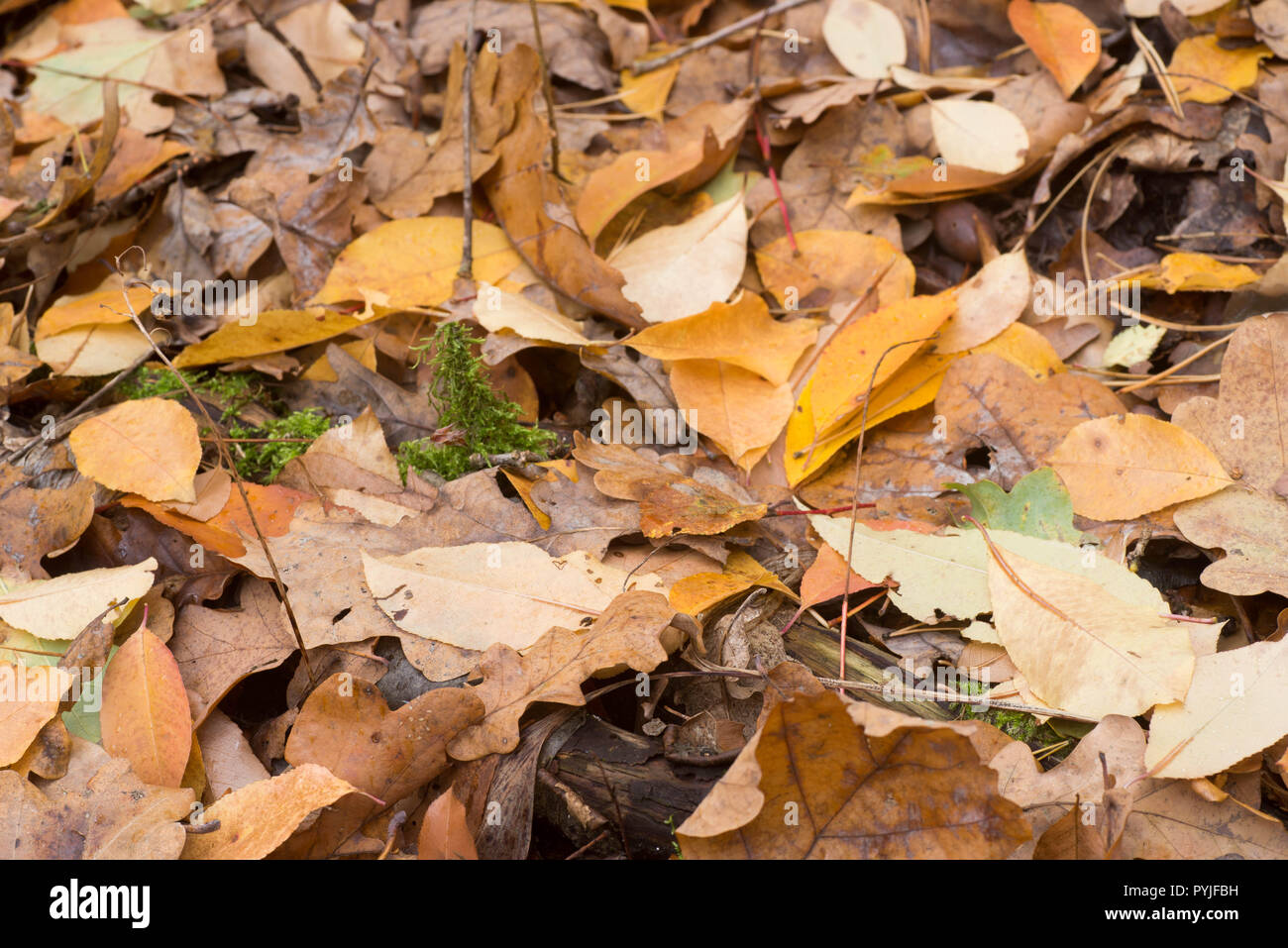 Gefallenen Blätter im Herbst auf dem Boden im Wald Stockfoto