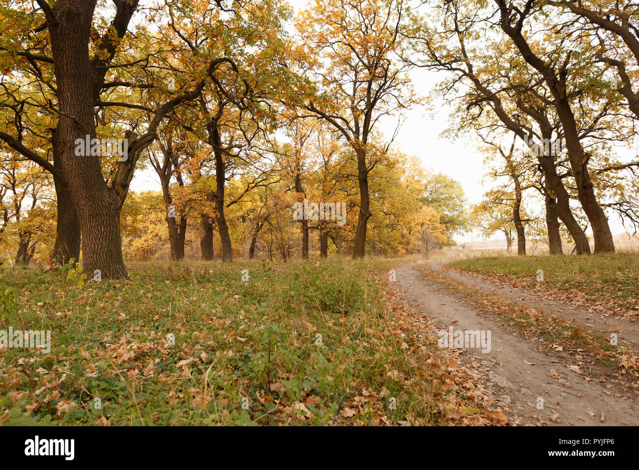 Herbst Oak Grove mit Laub auf der Straße Stockfoto
