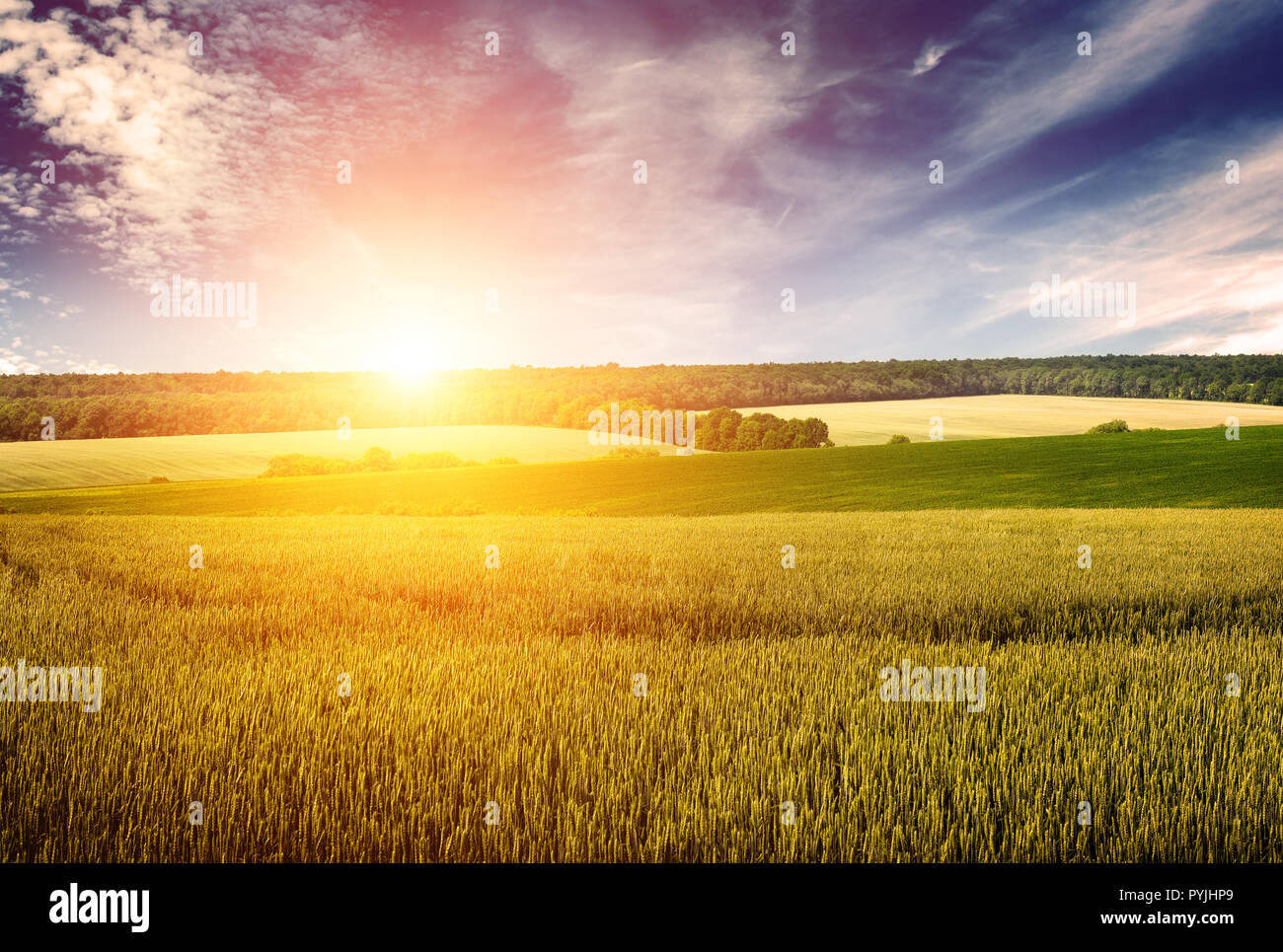 Weizenfeld, blauer Himmel und Dawn im Retro-Stil. Freier Platz für Text. Stockfoto