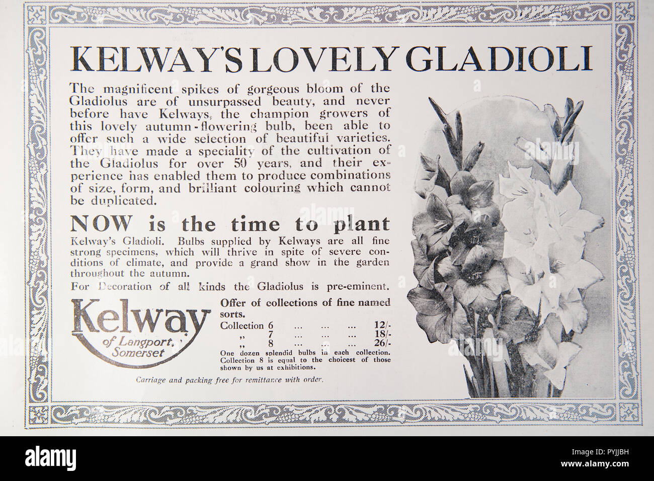 Alte Werbung für kelway's Schöne Gladiloli. Von einem britischen Magazin aus dem Zeitraum 1914-1918. England UK GB Stockfoto