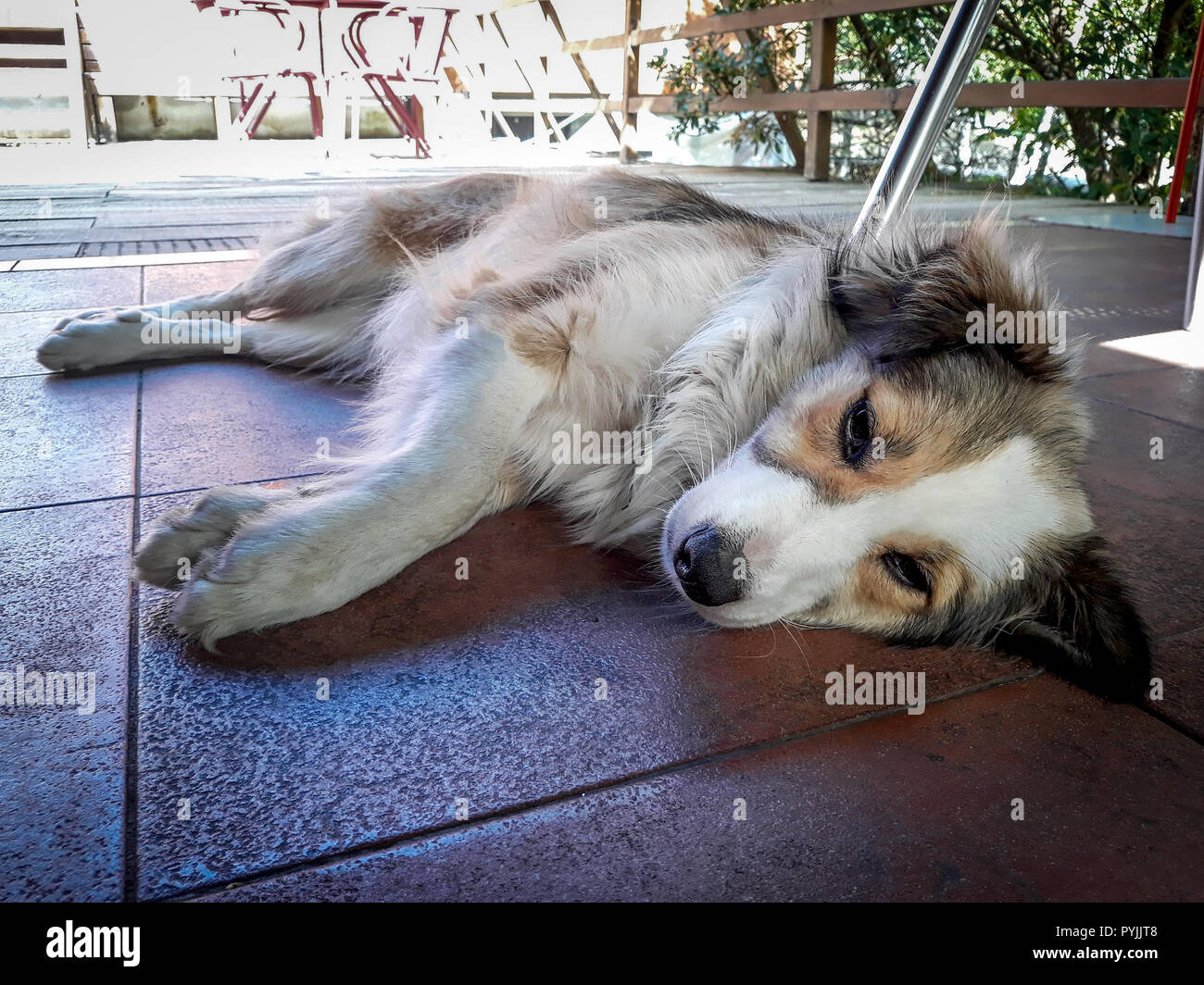 Ein verschlafenes weiße und braune Hund liegt auf dem Boden. Stockfoto