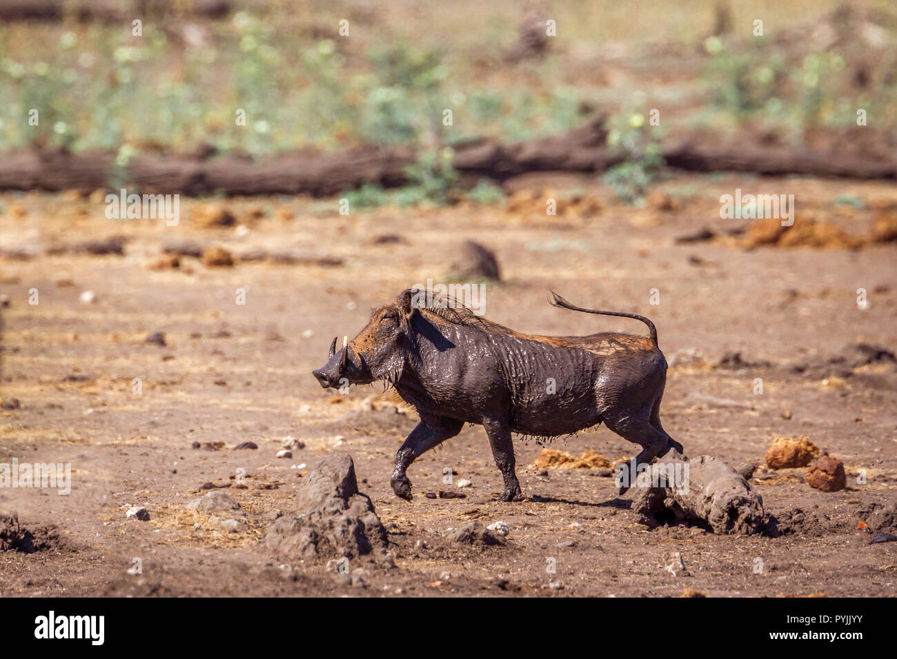 Gemeinsame Warzenschwein in Krüger Nationalpark, Südafrika; Specie ...