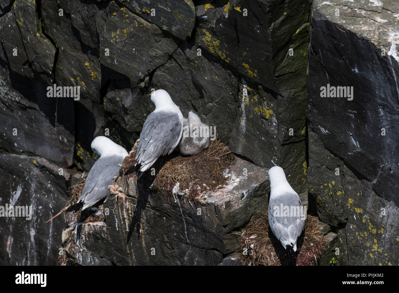 Schwarz-legged Dreizehenmöwen Verschachtelung auf die Klippen am ökologischen Cape St. Mary's finden Stockfoto