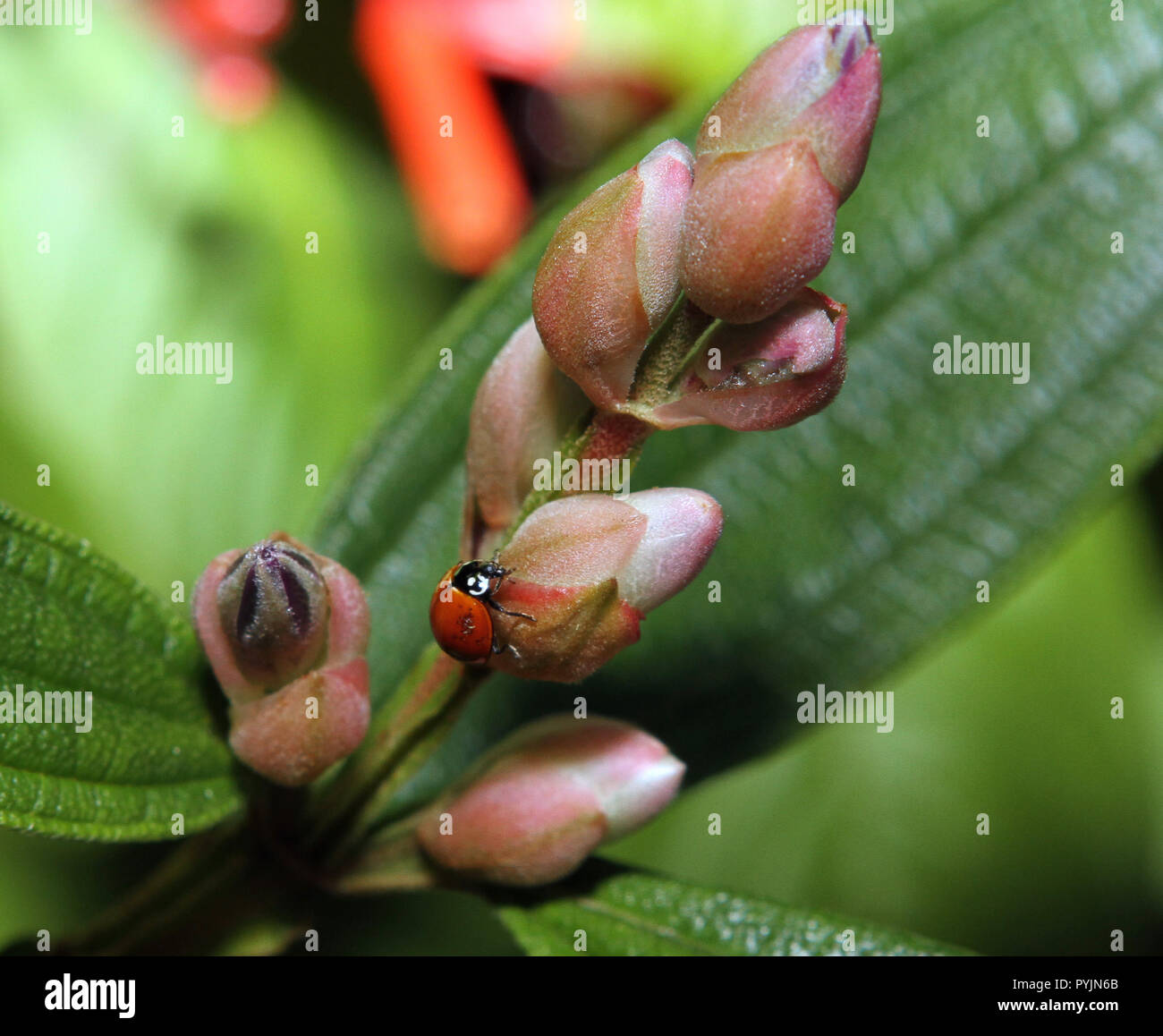 Eine lady Bug auf eine Blütenknospe Stockfoto