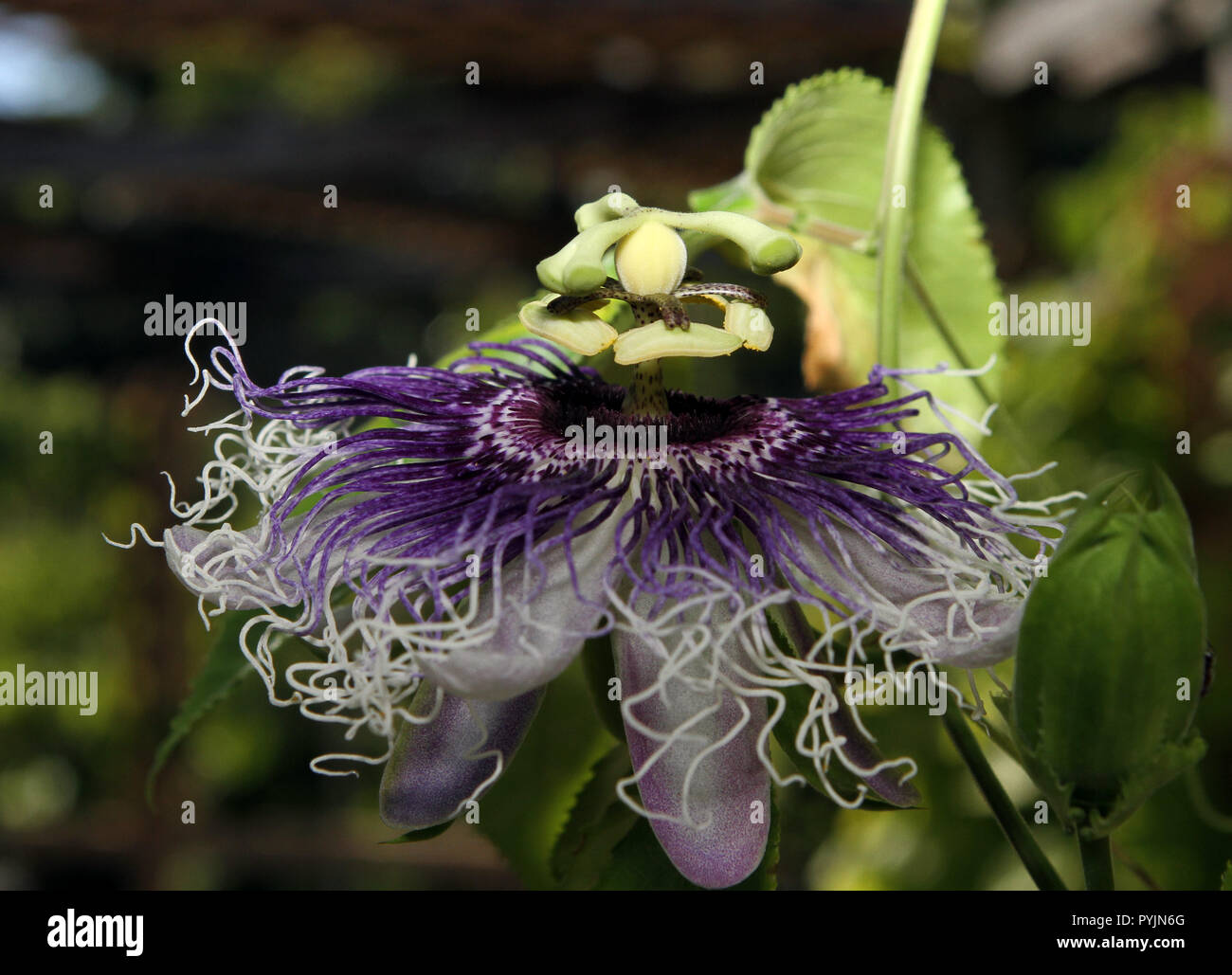 Eine passiflora Blume vollständig öffnen. Stockfoto