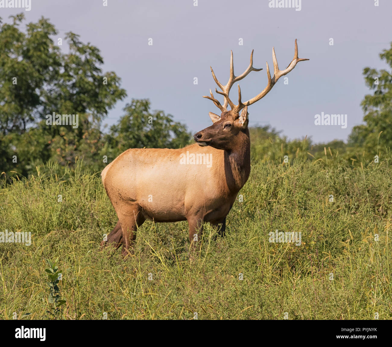 Großer Bullenelch (Cervus canadensis) in der Prärie, Iowa Stockfoto