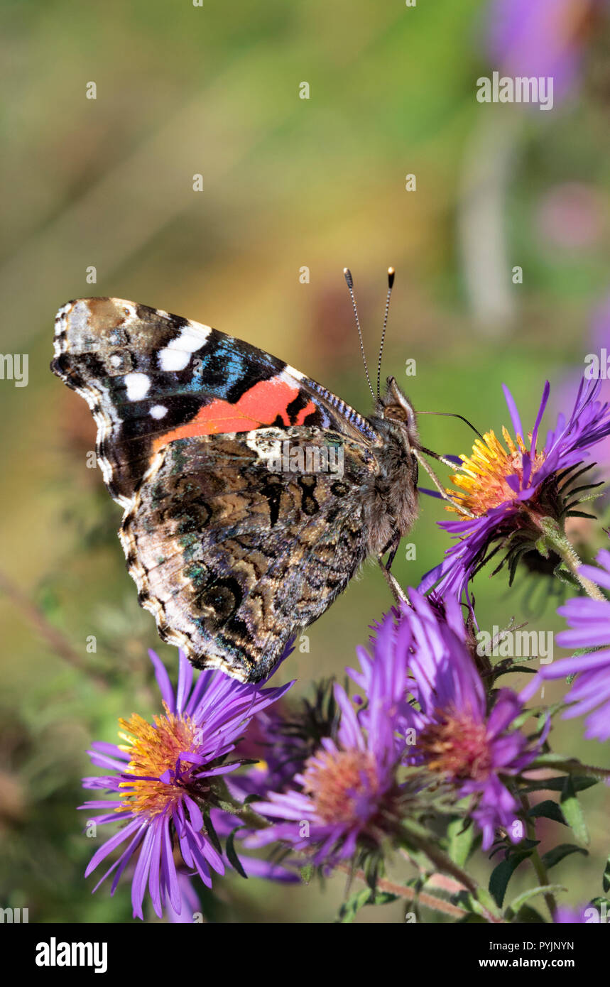 Red Admiral (Vanessa atalanta) am New England Aster Blüten an Prairie, Iowa, USA Stockfoto