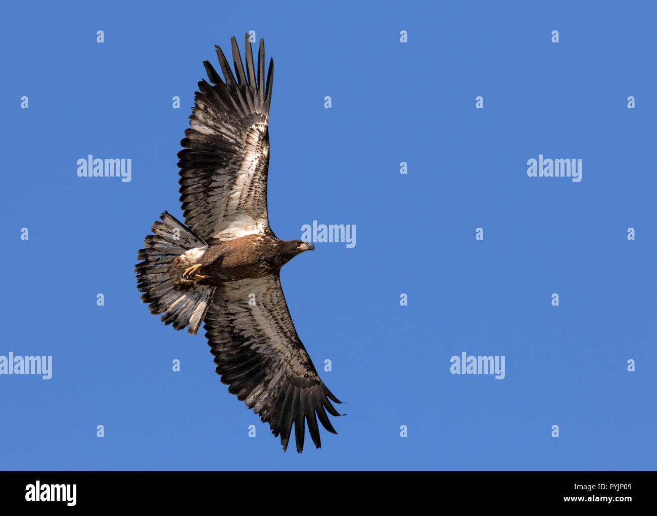 Juvenile Weißkopfseeadler Jagd in den blauen Himmel Stockfoto