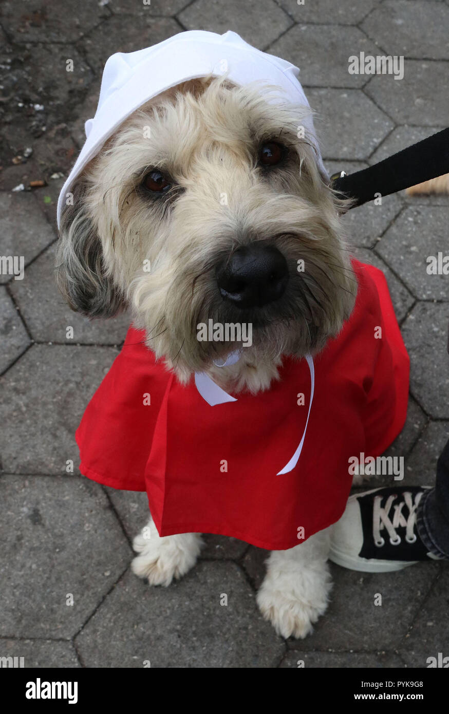 New York City, New York, USA. 28 Okt, 2018. Ein Hund in der Magd Geschichte Tracht besucht die Anklagen Trump Protest am Battery Park in Manhattan statt. Credit: Nancy Kaszerman/ZUMA Draht/Alamy leben Nachrichten Stockfoto