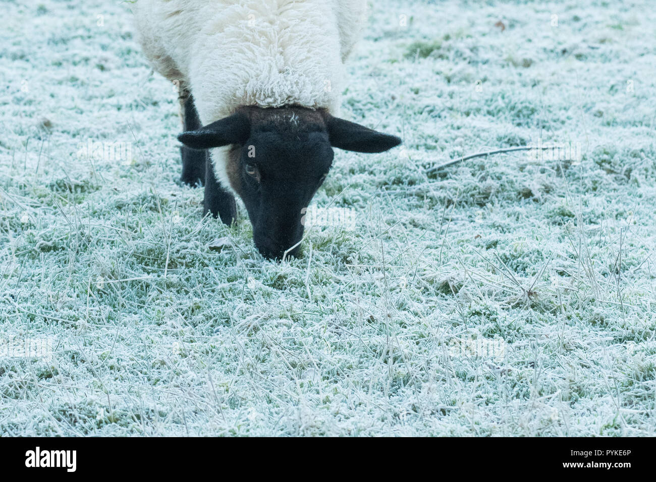 Killearn, Stirlingshire, Schottland, UK. 29 Okt, 2018. de Wetter - ein kaltes Frühstück für Schafe auf einem nebligen und kühlen Start in den Tag in Stirlingshire Credit: Kay Roxby/Alamy leben Nachrichten Stockfoto
