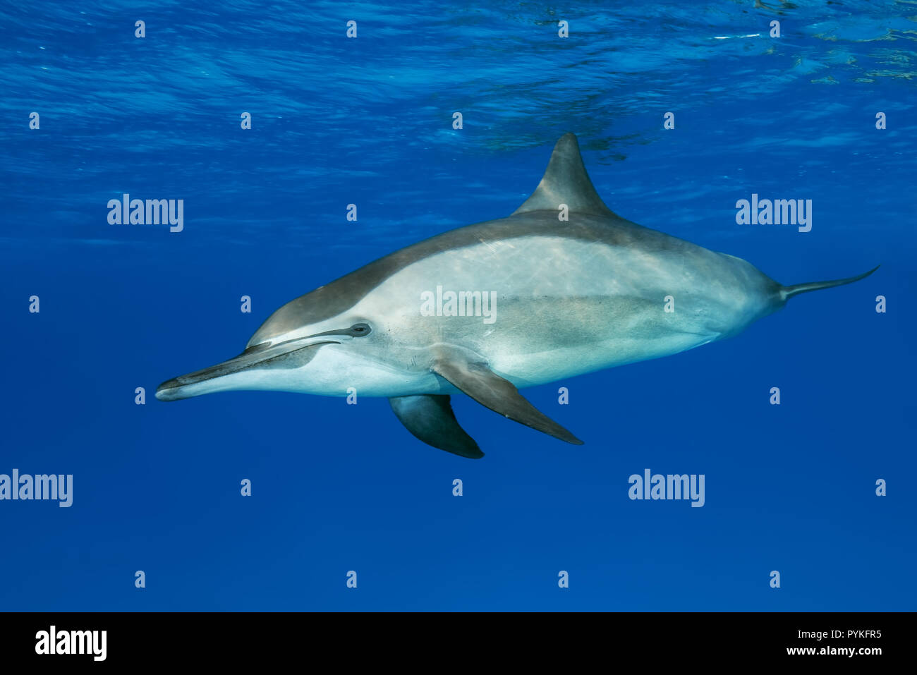 Red Sea, Marsa Alam, Ägypten, Afrika. 2 Aug, 2018. Spinner Dolphin, Stenella longirostris Schwimmen im blauen Wasser der Credit: Andrey Nekrasov/ZUMA Draht/Alamy leben Nachrichten Stockfoto