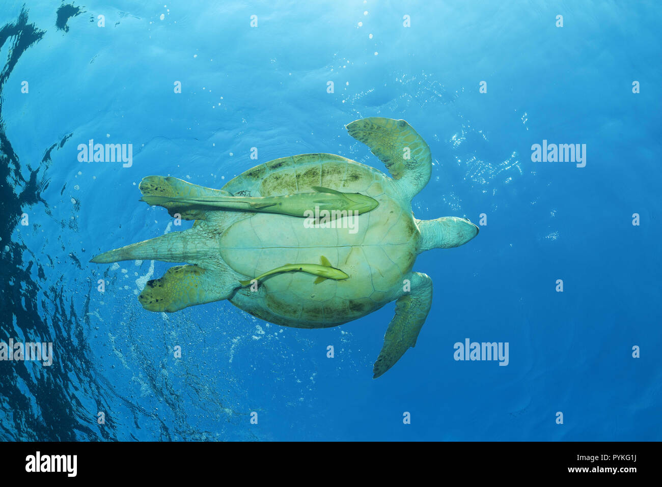 Red Sea, Marsa Alam, Ägypten, Afrika. 8 Aug, 2018. Grüne Meeresschildkröte, Chelonia mydas mit zwei schiffshalter Echeneis naucrates Fischen, Schwimmen im blauen Wasser der Credit: Andrey Nekrasov/ZUMA Draht/Alamy leben Nachrichten Stockfoto