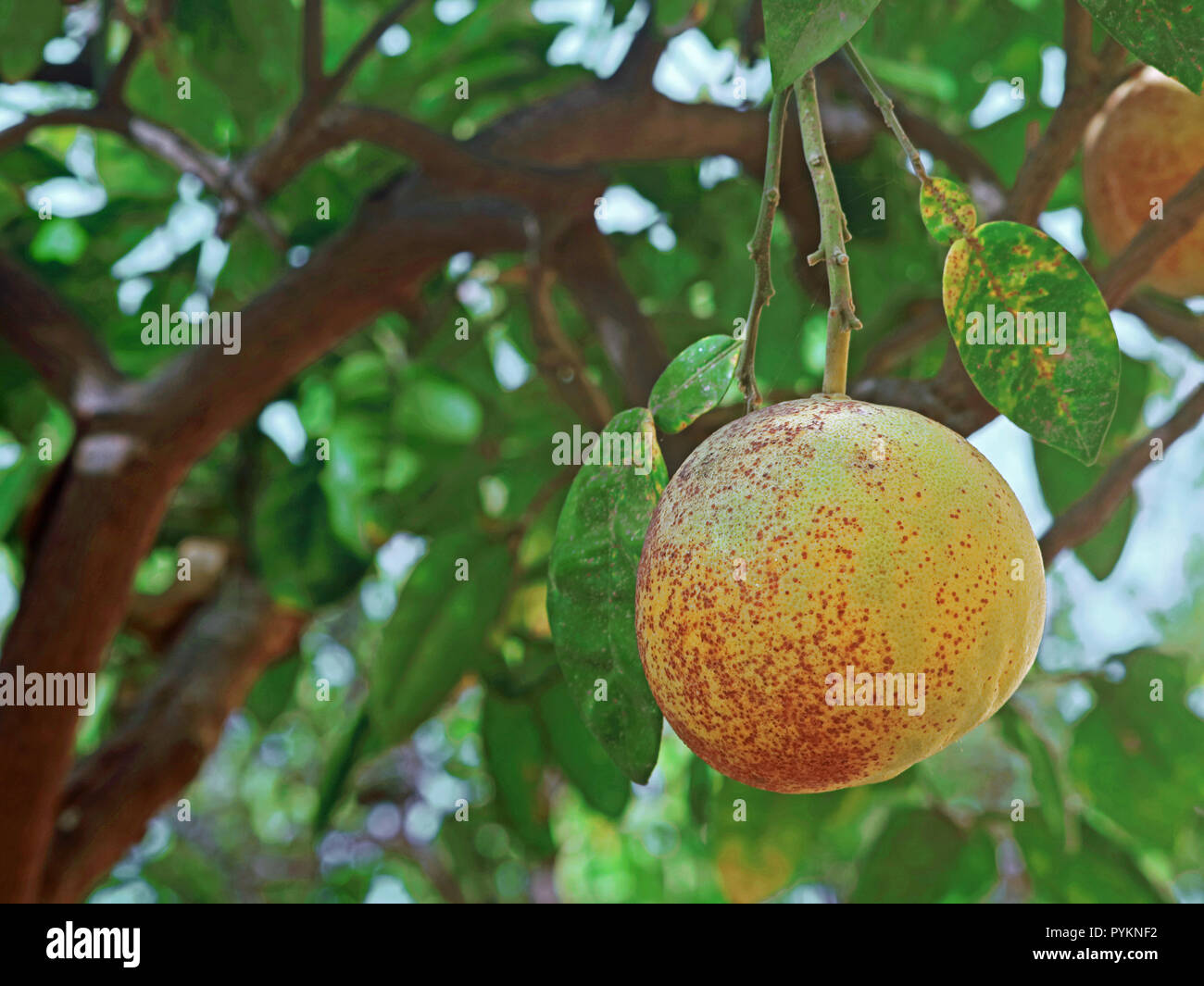 Nahaufnahme der einzelnen frischen Reifen pomelo hängen an Zweig des Baumes mit Kopie Raum Stockfoto